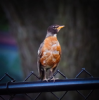 Nature's Beauty (Photo by Mackenzie Lowe)